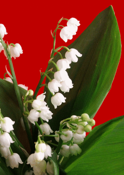 Carte Muguet Fond Rouge : Envoyer une Carte 1er Mai dès 0 